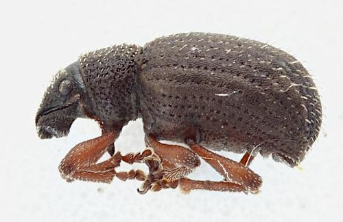 Réf. 349 633 : Strophosoma melanogrammum